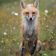 “Watching You Watching Me.” A red fox in Bonavista, Newfoundland.